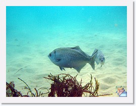 2006-10-14 Laguna-Heisler Park * (21 Slides)